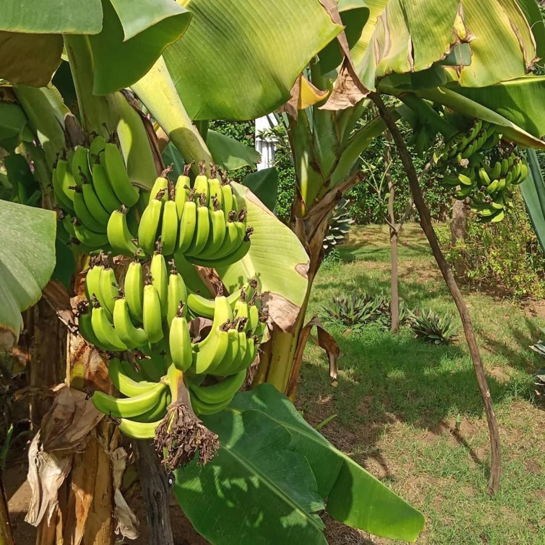 Jardin D'Afrique Hotel Saly Portudal Szoba fotó